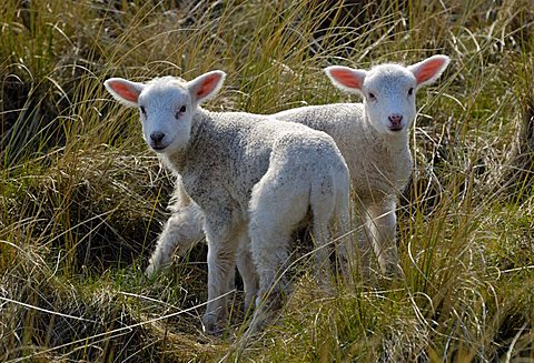 Two Domestic Sheep Lambs (Ovis orientalis aries)