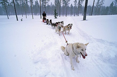 Sledge dog touring in Fulufjell Norway