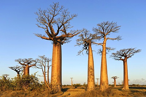 Baobab alley (Adansonia grandidieri), in the evening light, Morondava, Madagascar, Africa