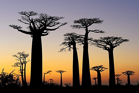 Baobab Alley, Grandidier's Baobab (Adansonia grandidieri), shortly before sunrise, silhouette of trees at dawn, Morondava, Madagascar, Africa