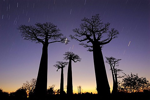 Baobab-Alley, Grandidier's Baobab (Adansonia grandidieri), at night with star trails, Morondava, Madagascar, Africa