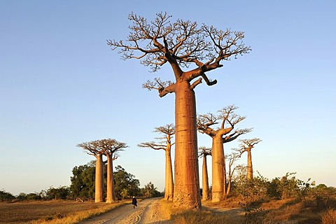 Baobab-Alley, Grandidier's Baobab (Adansonia grandidieri), in the morning light, Morondava, Madagascar, Africa