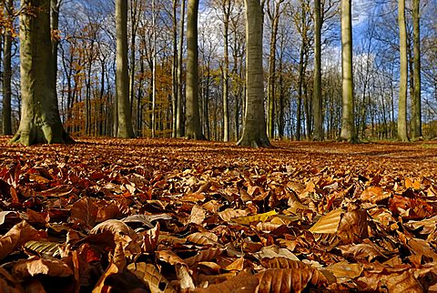 Forest with leaf litter in autumn, Kiel, Schleswig-Holstein, Deutschland