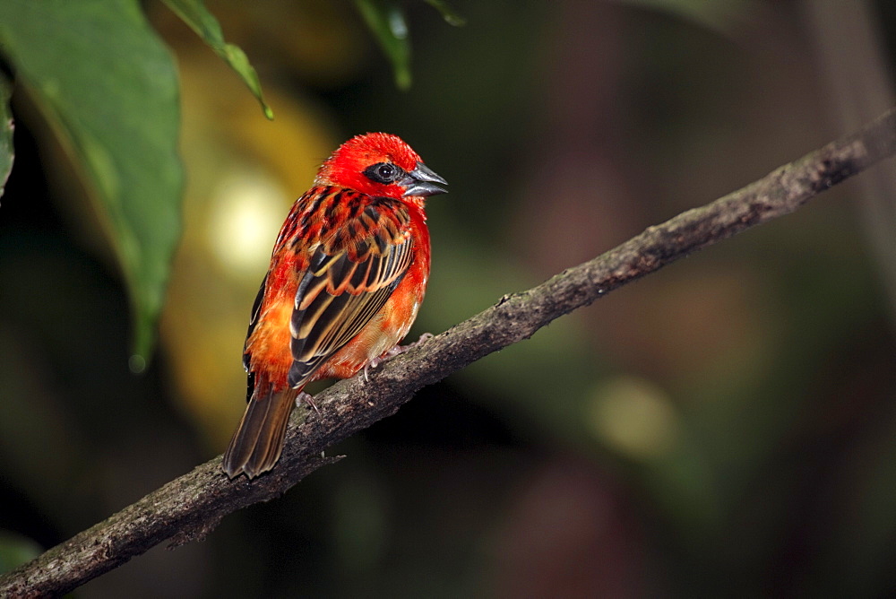 Madagascar Fody (Foudia madagascariensis), adult male on a tree, Madagascar, Africa