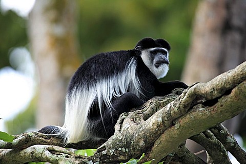 Angola Colobus (Colobus angolensis), adult male on a tree, Africa