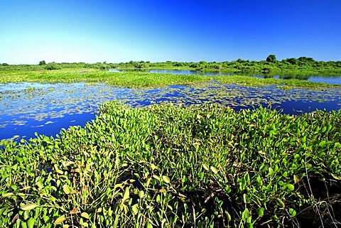 Landscape with water, Pantanal, Brazil, South America