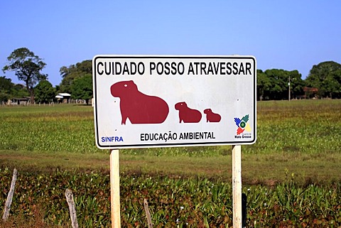 Road sign, capybara (Hydrochoerus hydrochaeris), Transpantaneira road, Pantanal wetland, Brazil, South America