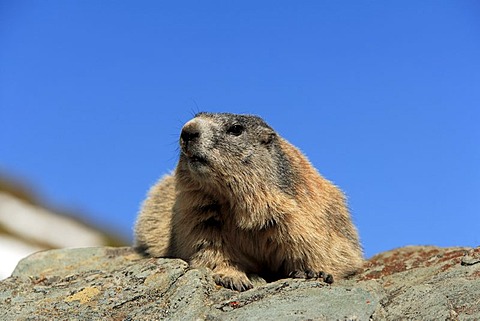 Alpine Marmot (Marmota marmota), adult, resting on a rock, Grossglockner Mountain Range, Hohe Tauern National Park, Austria, Alps, Europe