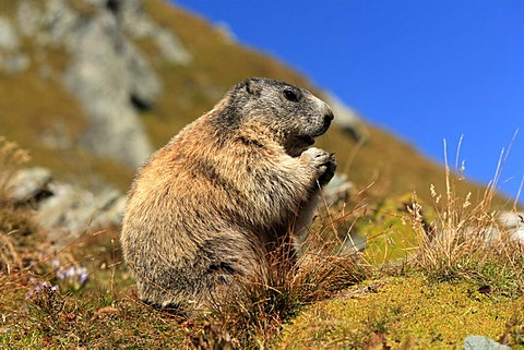 Alpine Marmot (Marmota marmota), adult, Grossglockner Mountain Range, Hohe Tauern National Park, Austria, Alps, Europe