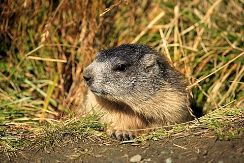 Alpine Marmot (Marmota marmota), juvenile, portrait, Grossglockner Mountain Range, Hohe Tauern National Park, Austria, Alps, Europe