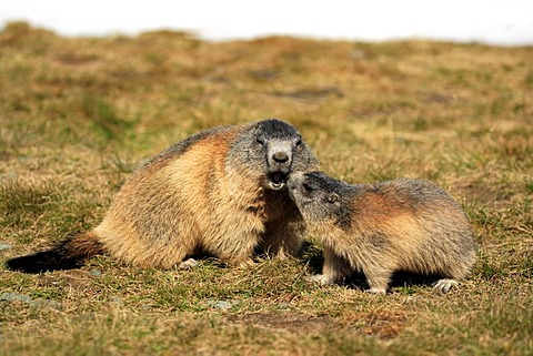 Alpine Marmot (Marmota marmota), adult with juvenile, social behavior, Grossglockner Mountain Range, Hohe Tauern National Park, Austria, Alps, Europe