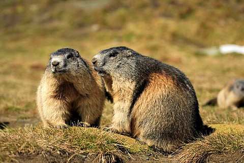 Alpine Marmot (Marmota marmota), two adults, Grossglockner Mountain Range, Hohe Tauern National Park, Austria, Alps, Europe