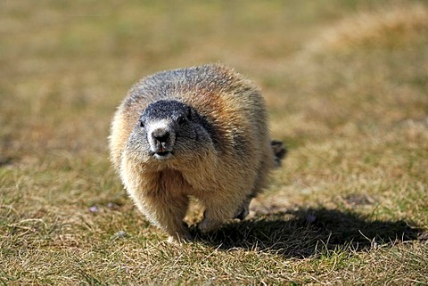 Alpine Marmot (Marmota marmota), adult, walking or running, Grossglockner Mountain Range, Hohe Tauern National Park, Austria, Alps, Europe