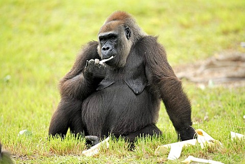 Western Lowland Gorilla (Gorilla gorilla gorilla), adult, feeding, Africa