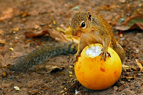 Feeding Sun squirrel (Heliosciurus gambianus)