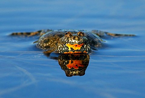 European Fire-bellied Toad (Bombina bombina), pond, Ploen district, Schleswig-Holstein, Germany