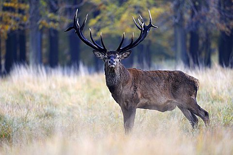 Red deer (Cervus elaphus), stately stag in autumn, J¾gersborg Dyrehave deer park, Denmark, Scandinavia, Europe