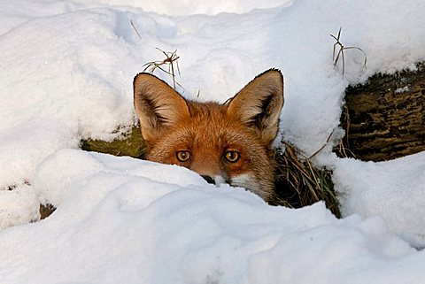 Red Fox (Vulpes vulpes) in its burrow in the snow, Knuell Wildlife Park, Homberg, North Hesse, Germany, Europe