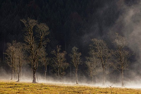 Autumn weather in the Karwendel Mountains in the morning, Ahornboden with maple trees, Austria, Europe