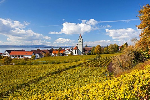 Autumn mood at Lake Constance in the vineyards near Hagnau, Baden-Wuerttemberg, Germany, Europe