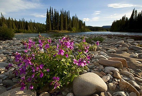 Blooming Dwarf Fireweed, River Beauty Willowherb (Chamerion latifolium, formerly Epilobium latifolium), gravel bar, upper Liard River, Yukon Territory, Canada