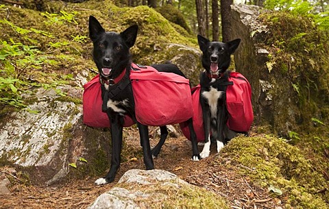 Pack dogs, sled dogs, Alaskan Huskies, carrying dog packs, backpacks, coastal rain forest, Chilkoot Trail, Chilkoot Pass, Alaska, USA