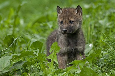 Wolf (Canis lupus), cub, Tierpark Sababurg, Hofgeismar, North Hesse, Germany, Europe