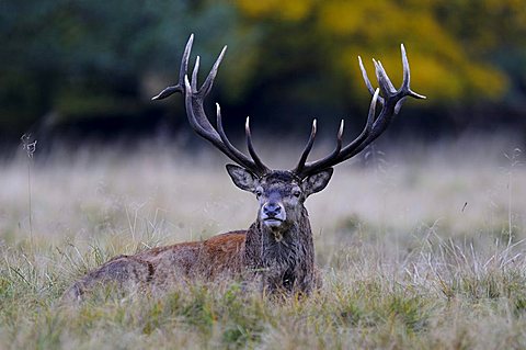 Red Deer (Cervus elaphus) stag, Jaegersborg, Denmark, Scandinavia, Europe