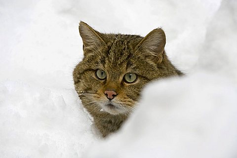 Wildcat (Felis silvestris) in snow, half portrait, open-air enclosure, Bavarian Forest National Park, Bavaria, Germany, Europe