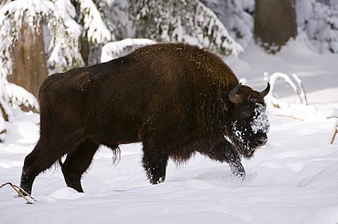 Wisent or European Bison (Bison bonasus), open-air enclosure, Bavarian Forest National Park, Bavaria, Germany, Europe