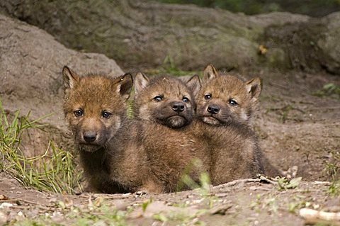 Gray Wolves (Canis lupus), young animals at the burrow, Sababurg zoo, Hofgeismar, North Hesse, Germany