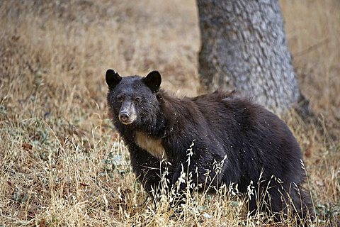 American Black Bear (Ursus americanus), Sequoia National Park, California, USA