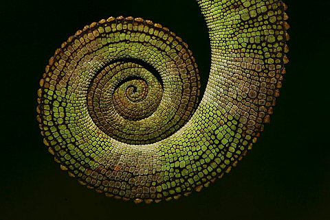 Amber Chameleon (Calumma amber), Antsiranana, North Madagascar, Africa