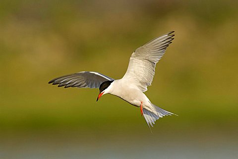 Common Tern (Sterna hirundo) in flight, Texel, Netherlands, Europe