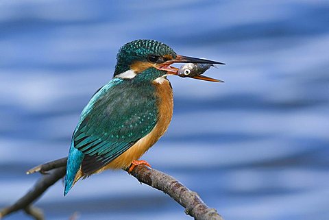 kingfisher (Alcedo atthis), Germany