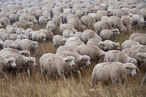 A flock of sheep on a winter pasture, San Luis Valley, Manassa, Colorado, USA, America