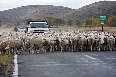 A shepherd moves a flock of sheep and a few goats along a highway to a winter pasture in Colorado's San Luis Valley, Manassa, Colorado, USA, America