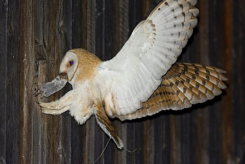 Barn Owl (Tyto alba) with a mouse in its beak, feeding its offspring in a barn, its wings spreaded