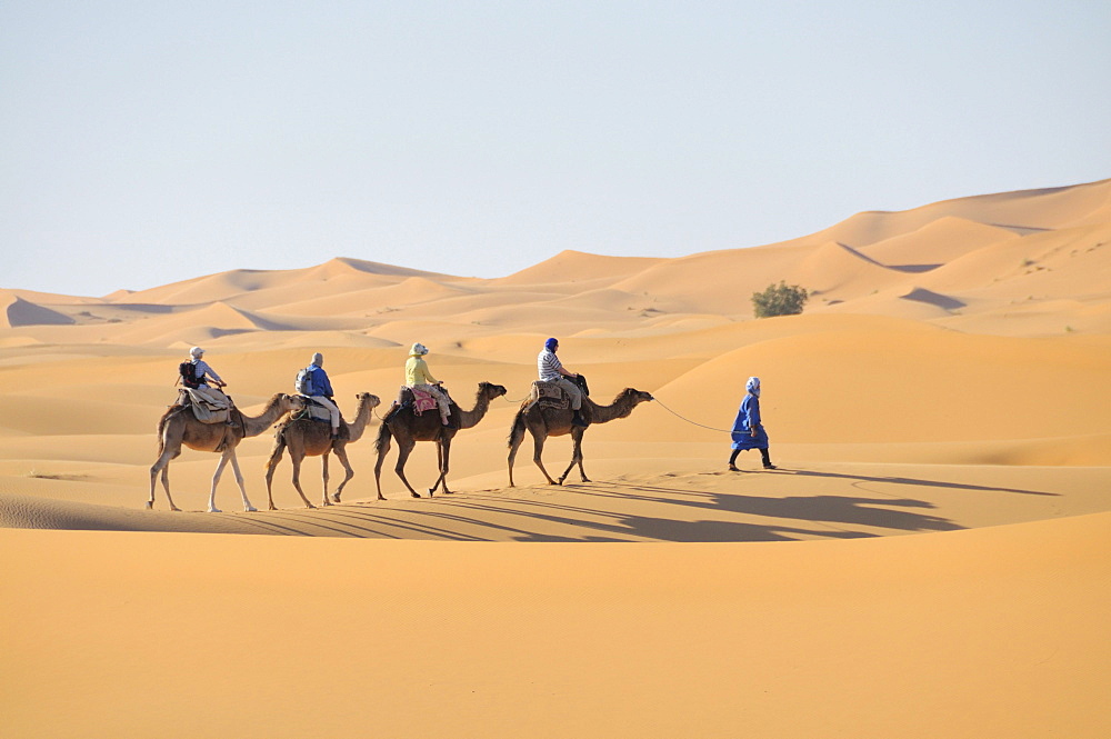 Camel trekking, Erg Chebbi, Morocco, Africa