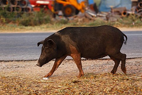 Black pig, Pandavapura, Karnataka, South India, India, South Asia, Asia