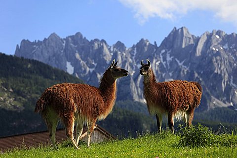 Llamas in Gosau, Salzkammergut region, Upper Austria, Austria, Europe