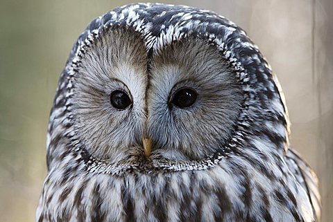 Ural Owl (Strix uralensis) in an outdoor enclosure in the Bayerischer Wald (Bavarian Forest), Lower Bavaria, Bavaria, Germany, Europe