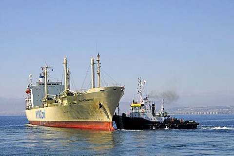 Cargo ship and tug boats, ship maneuver, port, Coquimbo, La Serena, Norte Chico, northern Chile, Chile, South America