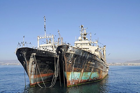 Shipwrecks, old ships, pelicans, the sea, Coquimbo, La Serena, Norte Chico, northern Chile, Chile, South America