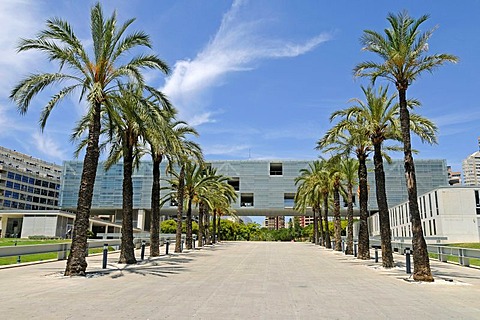 Town Hall, palm trees, Benidorm, Costa Blanca, Alicante, Spain, Europe