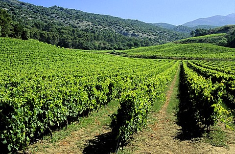 Vineyard, Cotes du Rhone, Drome, France, Europe