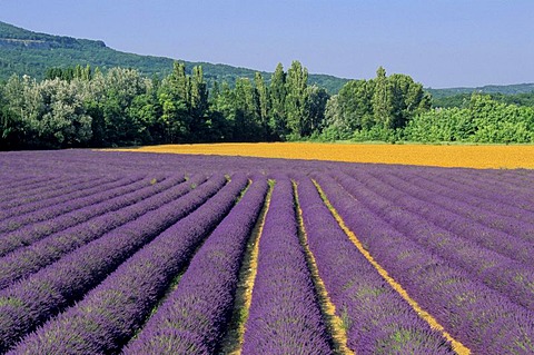 Field of lavender in Drome, France, Europe