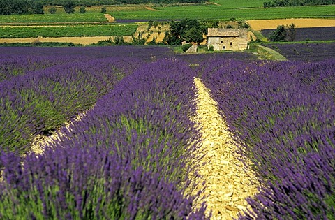 Field of lavender in Drome, France, Europe