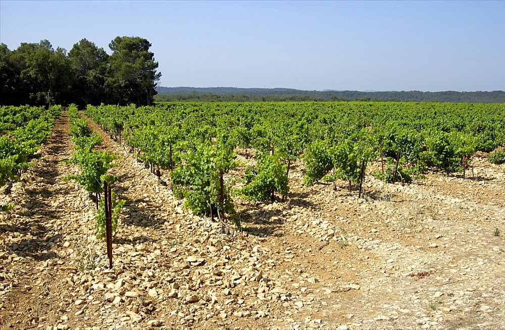 Vineyard of Cotes du Rhone, Provence, France, Europe
