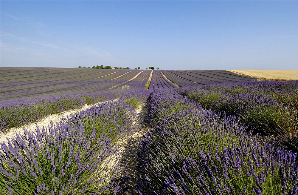 Field of lavender, Plateau of Valensole, Provence, France, Europe